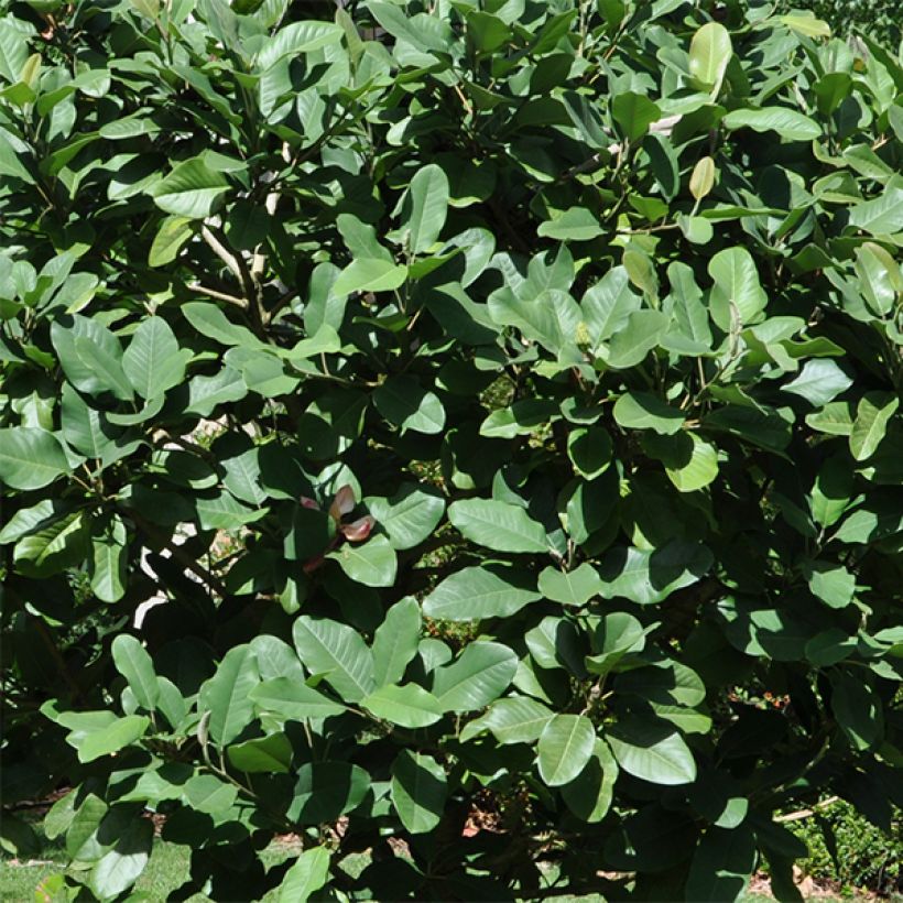 Magnolia delavayi - Magnolia de Chine  (Foliage)