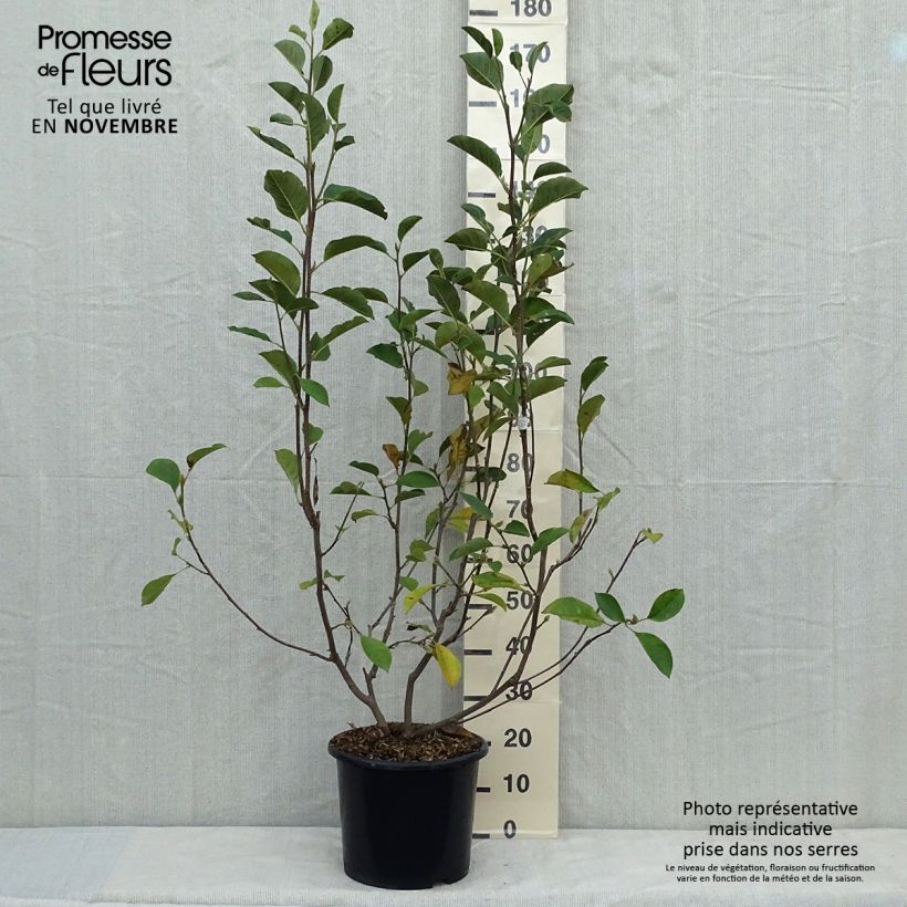 Example of Magnolia denudata Festirose Pot de 7,5L/10L as you get in automne