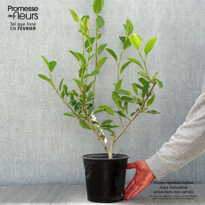 Example of Magnolia denudata Festirose Pot de 4L/5L as you get in automne