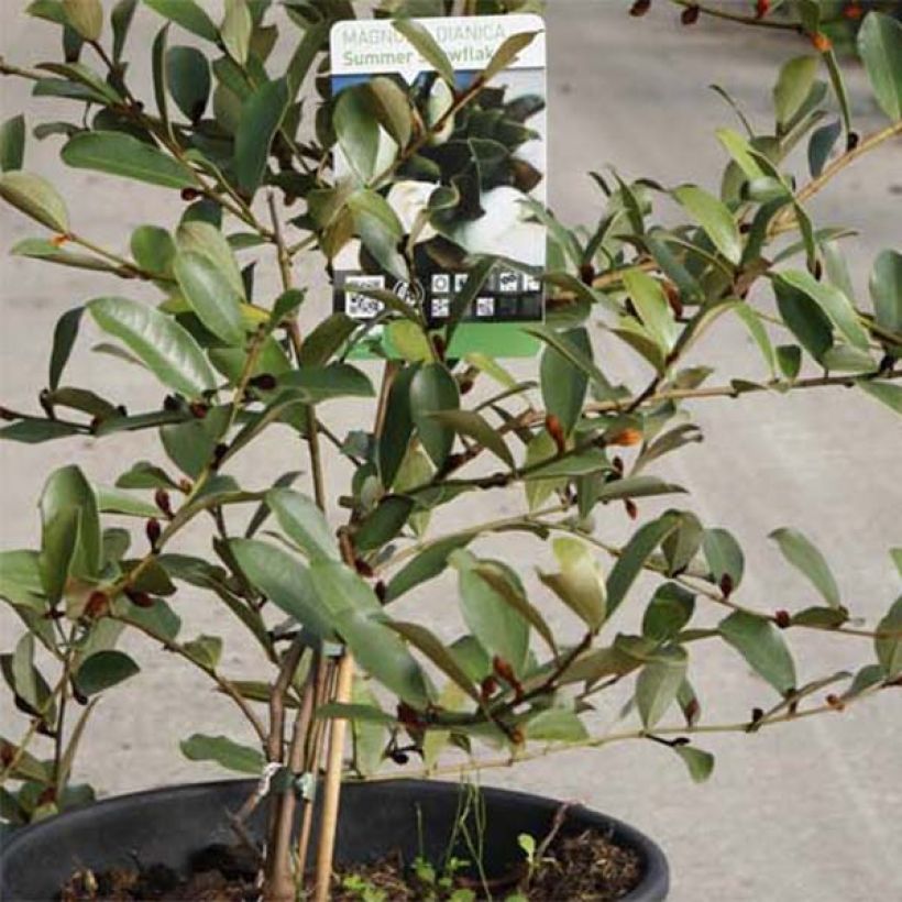 Magnolia dianica Summer Snowflake - Michelia (Foliage)