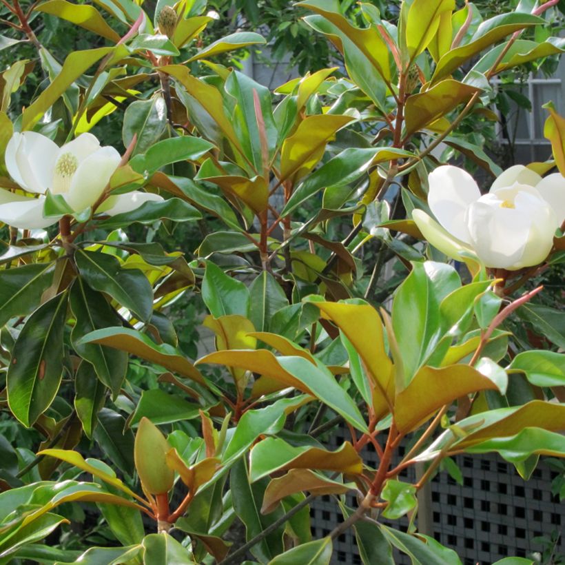 Magnolia grandiflora Bracken's Brown Beauty - Laurier-tulipier (Foliage)