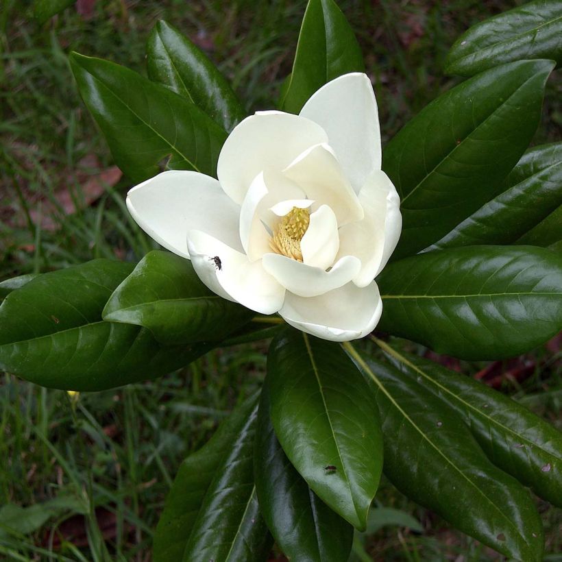 Magnolia grandiflora Ferruginea - Laurier-tulipier (Flowering)