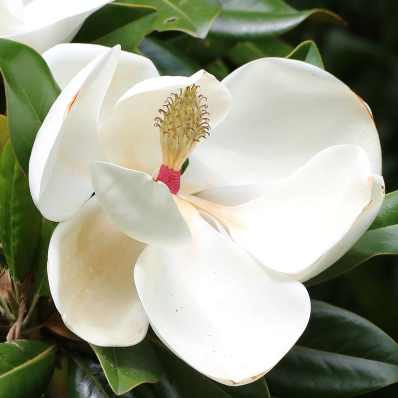 Magnolia grandiflora Goliath - Laurier-tulipier (Flowering)