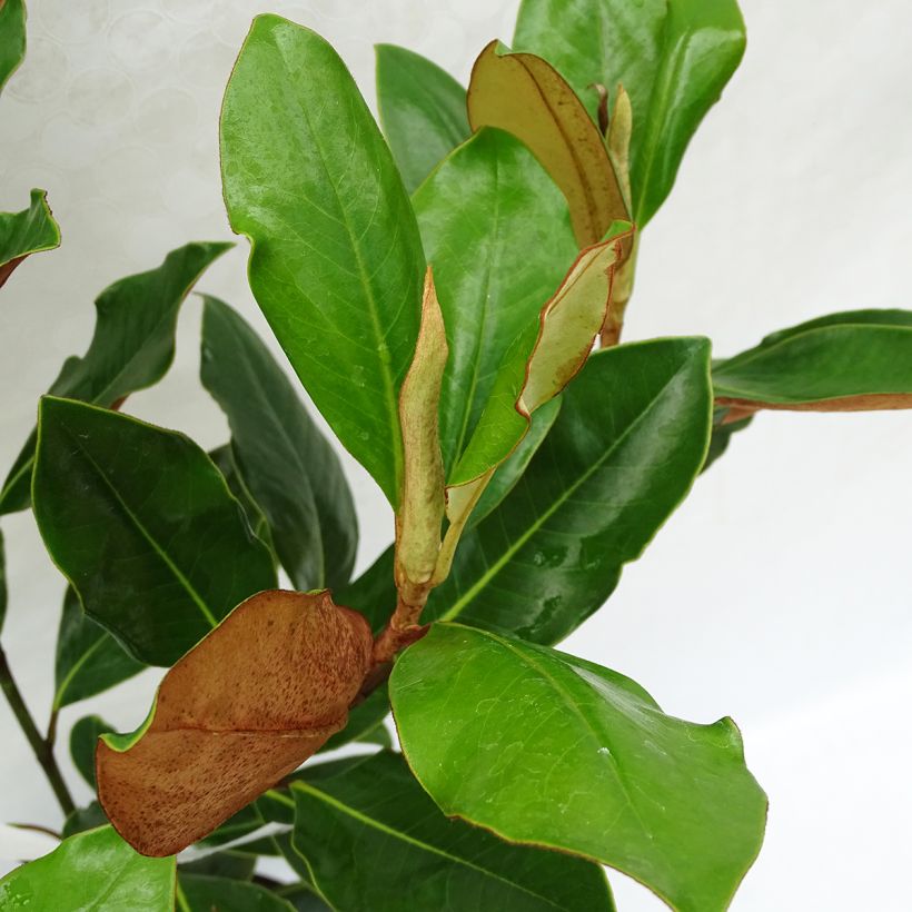 Magnolia grandiflora Little Gem - Magnolia nain (Foliage)