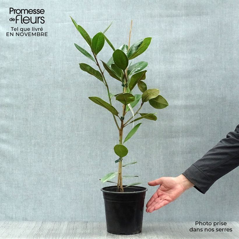 Example of Magnolia grandiflora Treyve Pot de 4L/5L, Baliveau as you get in automne