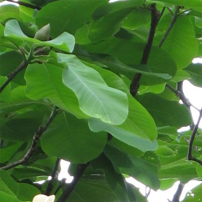 Magnolia hypoleuca (obovata) - Magnolia à grandes feuilles (Foliage)