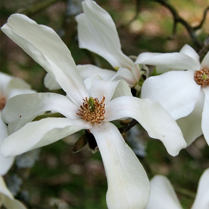 Magnolia kobus - Magnolia de Kobe (Flowering)