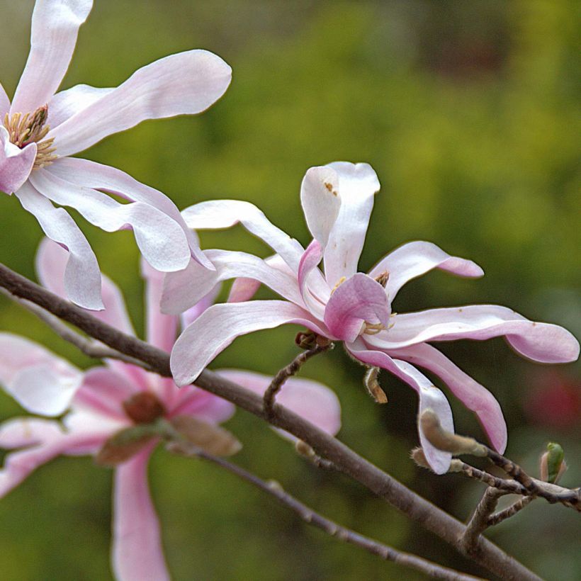 Magnolia loebneri Merrill (Flowering)