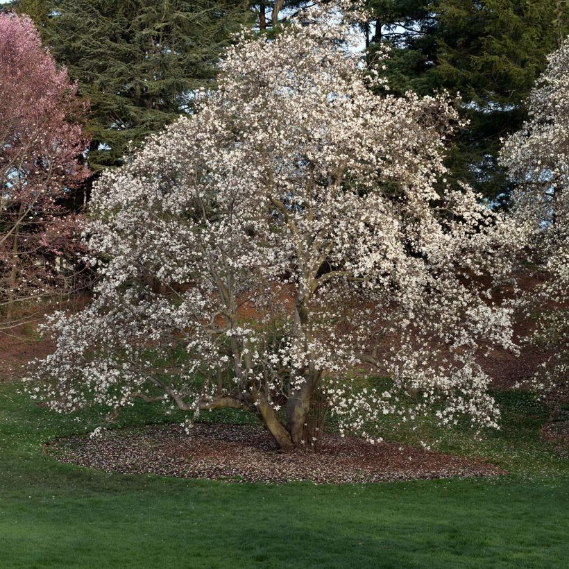 Magnolia loebneri Merrill (Plant habit)