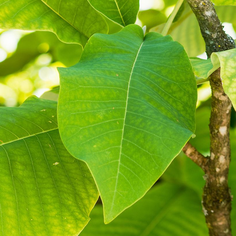 Magnolia macrophylla subsp. ashei - Magnolia à grandes feuilles (Foliage)