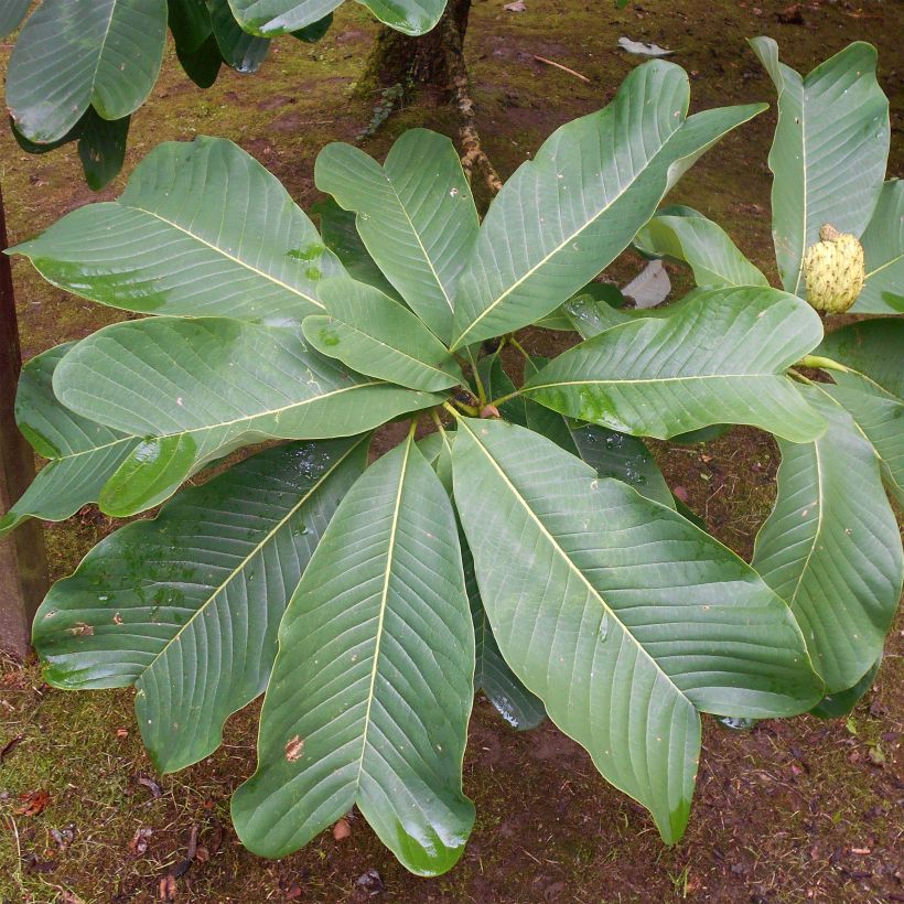 Magnolia officinalis biloba - Magnolia officinal              (Foliage)