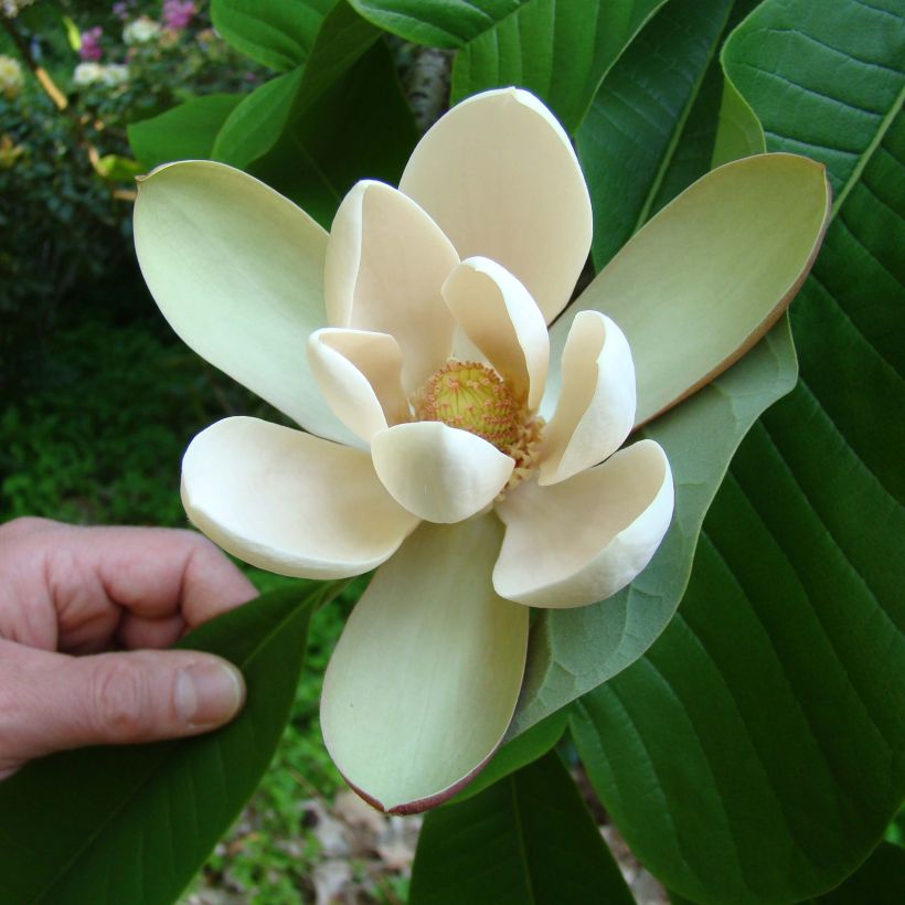 Magnolia officinalis biloba - Magnolia officinal              (Flowering)