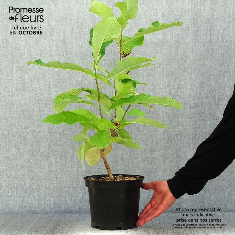 Example of Magnolia officinalis biloba - Magnolia officinal              Pot de 4L/5L as you get in automne