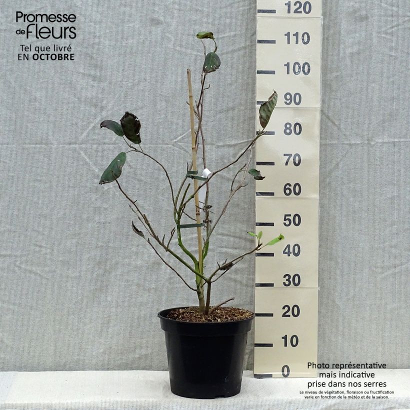 Example of Magnolia sieboldii Colossus Pot de 12L/15L as you get in automne