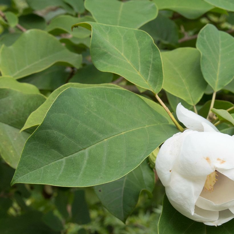 Magnolia sieboldii Colossus (Foliage)