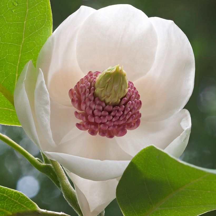 Magnolia sieboldii Colossus (Flowering)