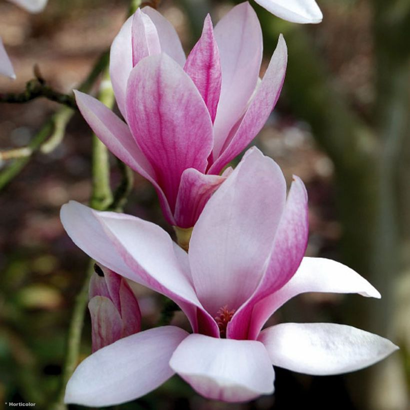 Magnolia soulangeana  - Magnolia de Soulange (Flowering)