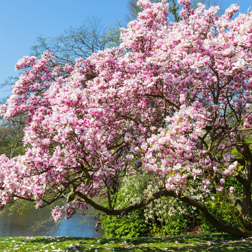 Magnolia soulangeana  - Magnolia de Soulange (Plant habit)