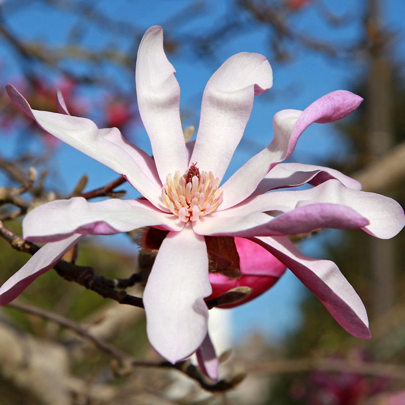 Magnolia stellata Rosea - Magnolia étoilé (Flowering)