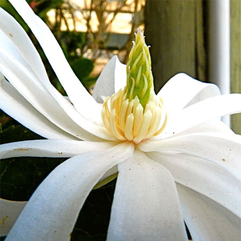 Magnolia stellata Royal Star  - Magnolia étoilé (Flowering)