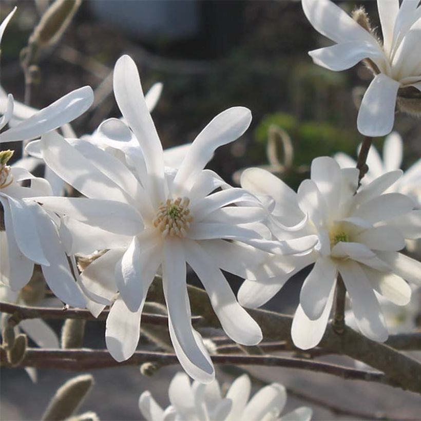 Magnolia étoilé - Magnolia stellata Waterlily (Flowering)