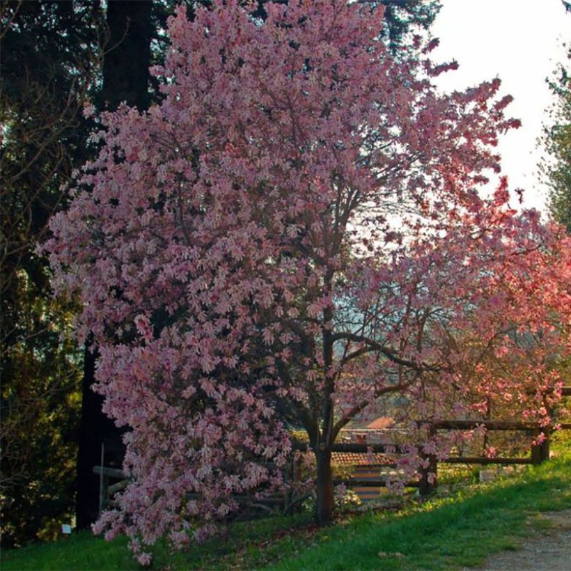 Magnolia stellata Rosea - Magnolia étoilé (Plant habit)