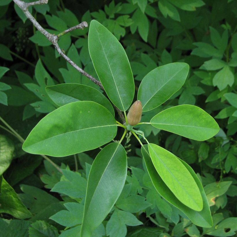 Magnolia virginiana Glauca - Magnolia de Virginie (Foliage)