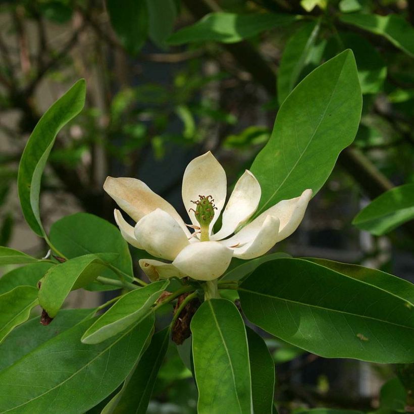 Magnolia virginiana Glauca - Magnolia de Virginie (Flowering)