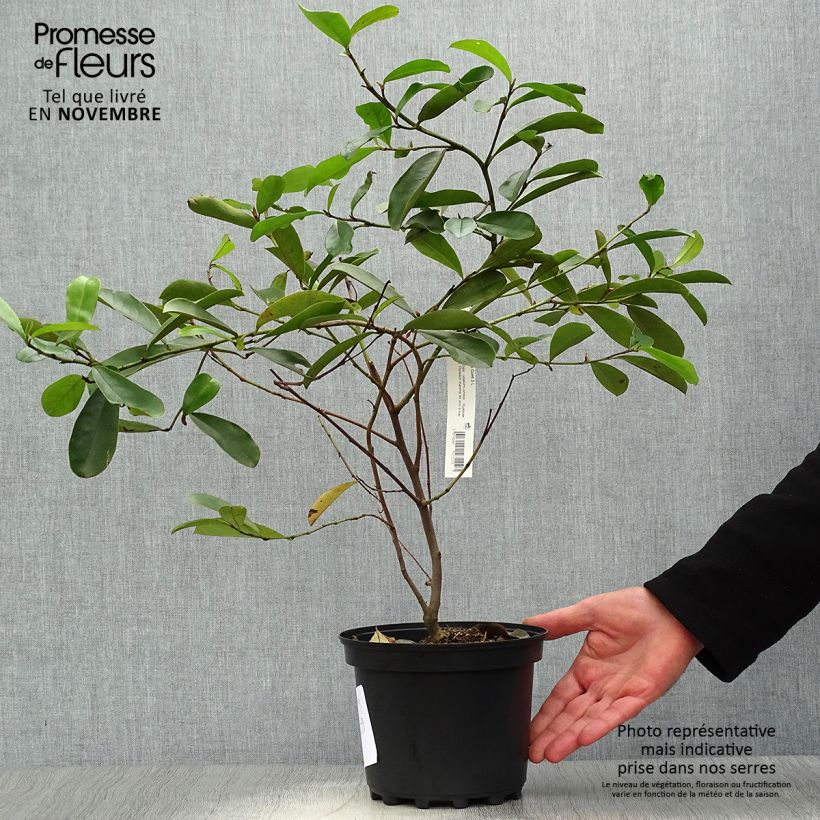 Example of Magnolia yunnanensis - Michelia Pot de 3L/4L as you get in automne