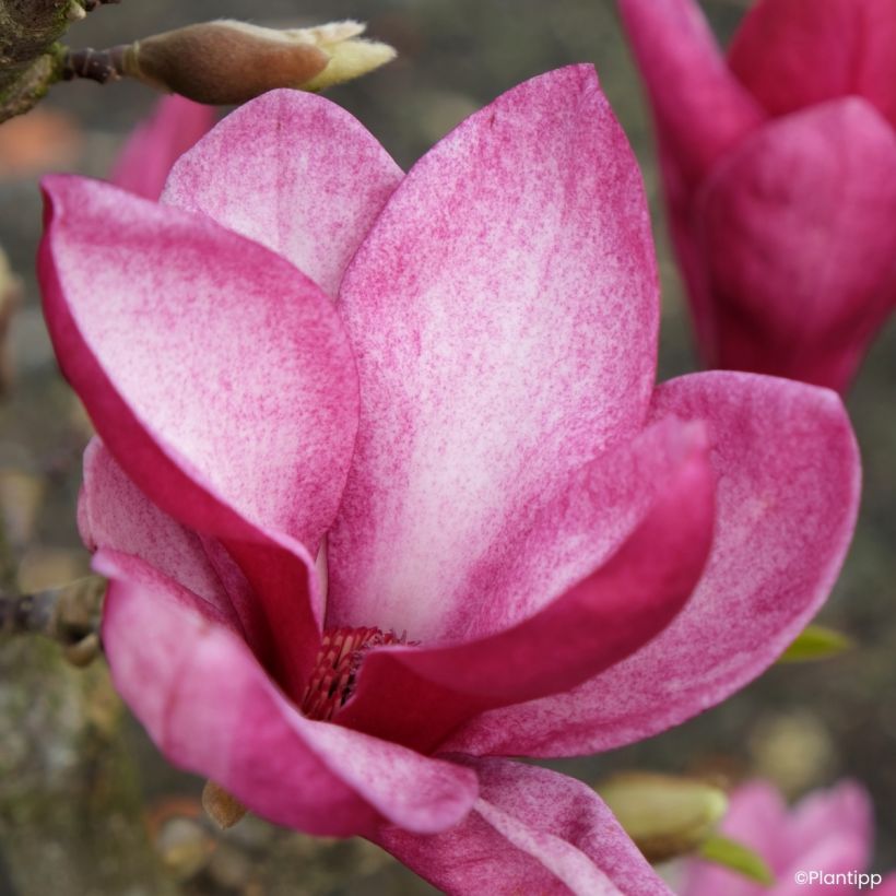 Magnolia greffé Starburst (Flowering)