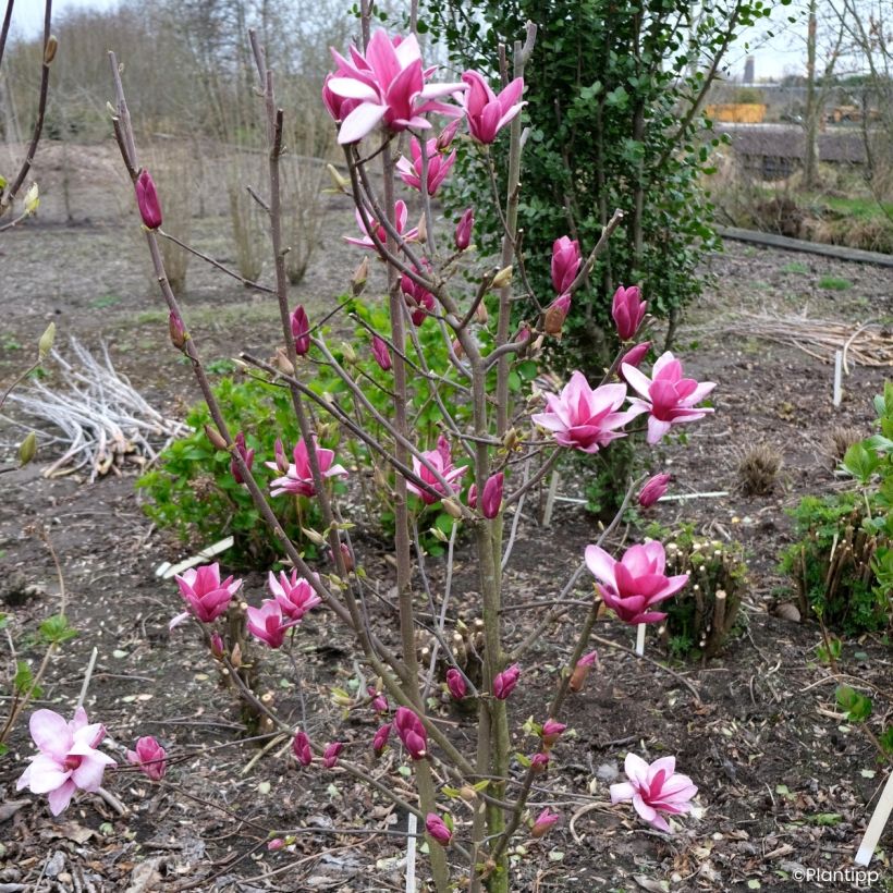 Magnolia greffé Starburst (Plant habit)