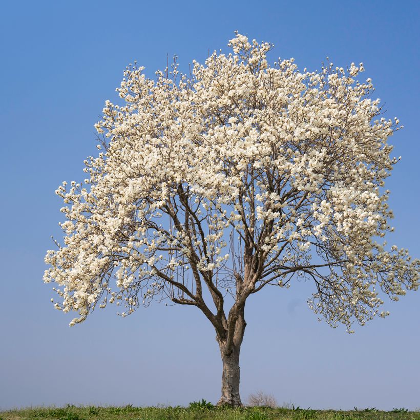 Graines de Magnolia kobus (Plant habit)