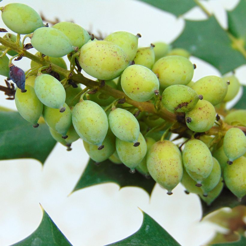 Mahonia (x) media Charity (Harvest)