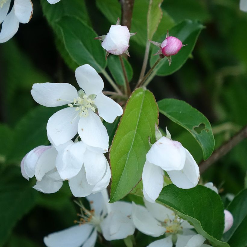 Malus Comtesse De Paris - Pommier d'ornement (Flowering)