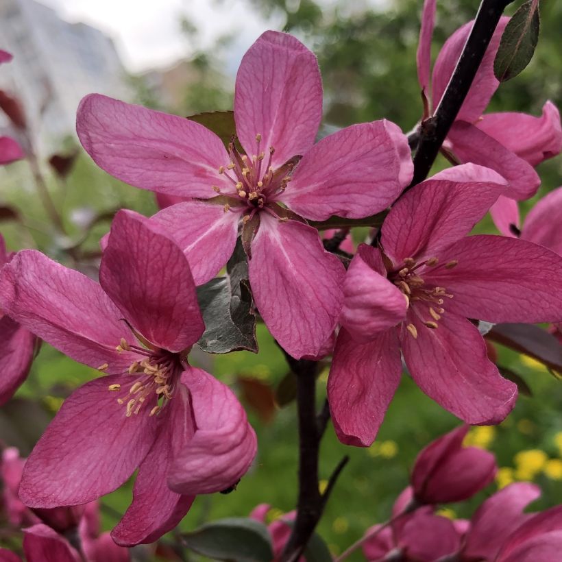 Pommier d'ornement - Malus Diable Rouge (Flowering)