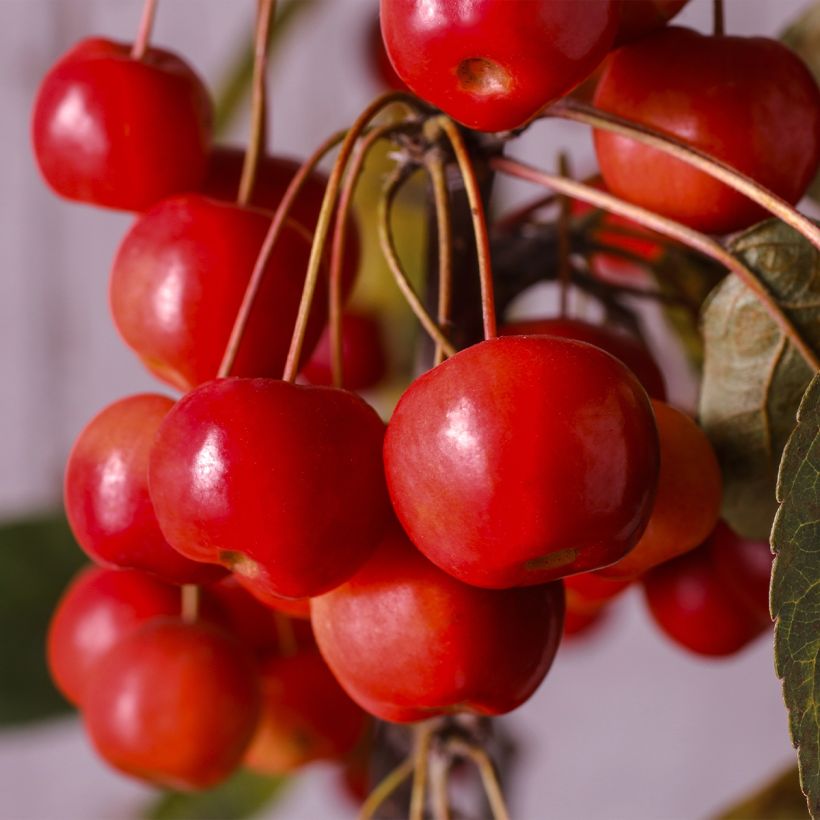 Pommier d'ornement - Malus Diable Rouge (Harvest)