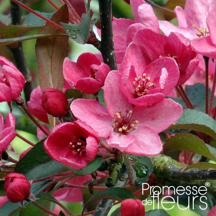Pommier d'ornement - Malus Liset (Flowering)