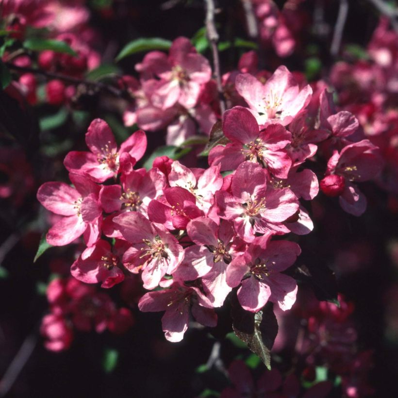 Pommier d'ornement - Malus Rudolph (Flowering)