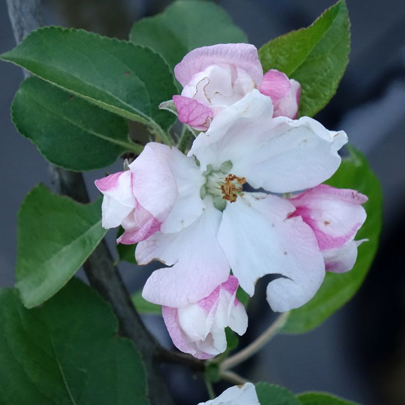 Pommier Golden Noble (Flowering)