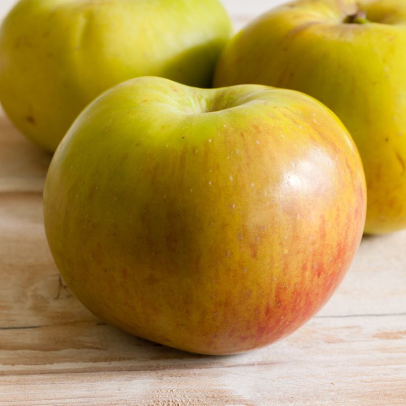 Pommier Bramley's Seedling (Harvest)