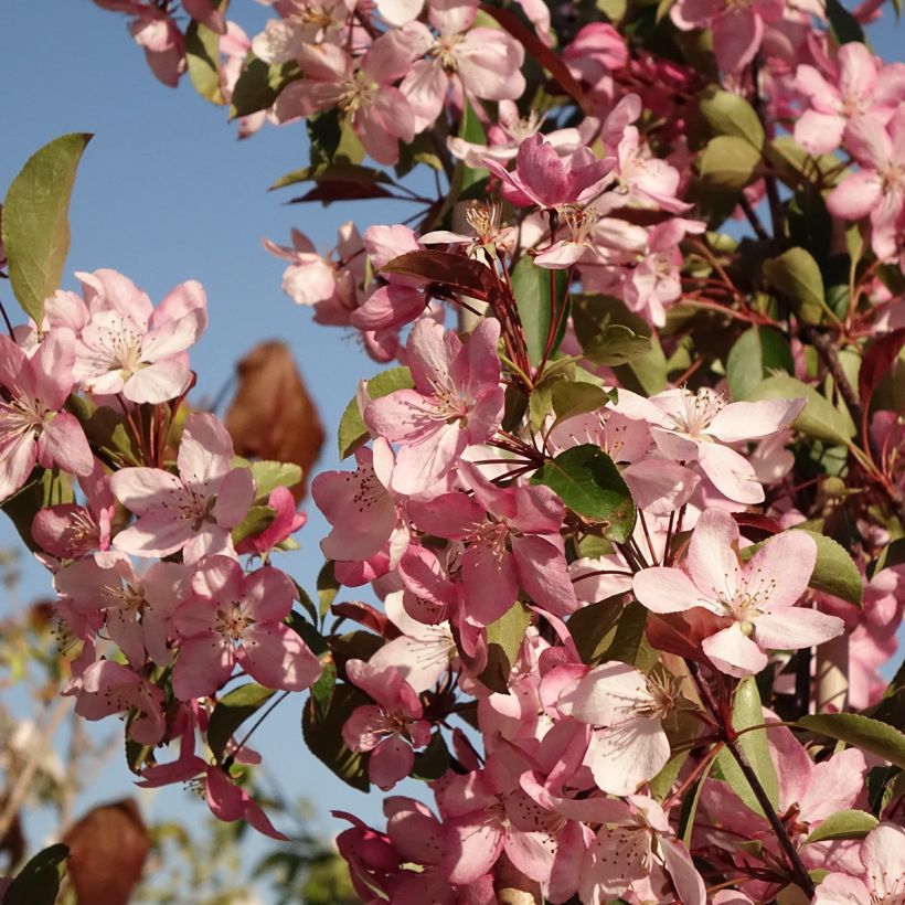 Pommier d'ornement - Malus Ola (Flowering)