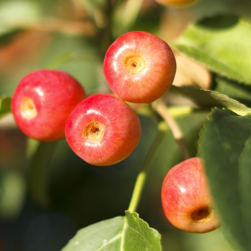 Pommier d'ornement - Malus Red Jewel (Harvest)