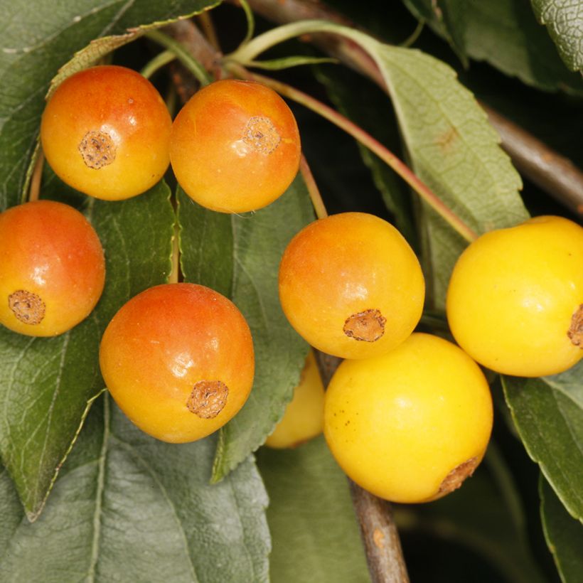 Pommier d'ornement pleureur - Malus sachalinensis Pendula (Harvest)