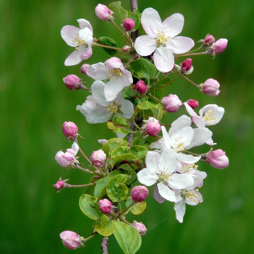 Malus sylvestris - Pommier sauvage (Flowering)