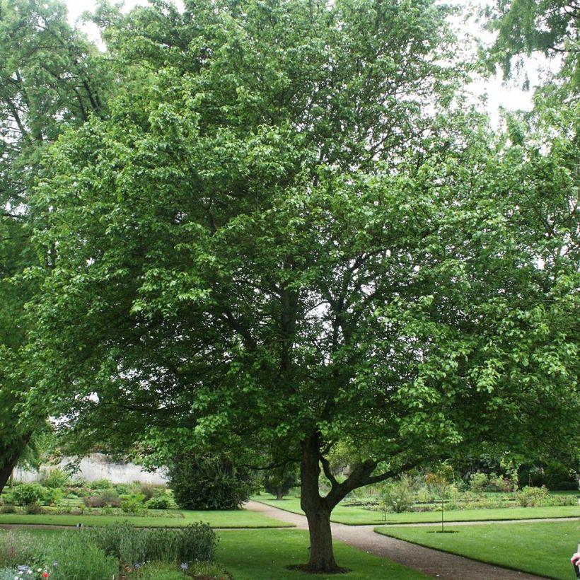 Malus sylvestris - Pommier sauvage (Plant habit)