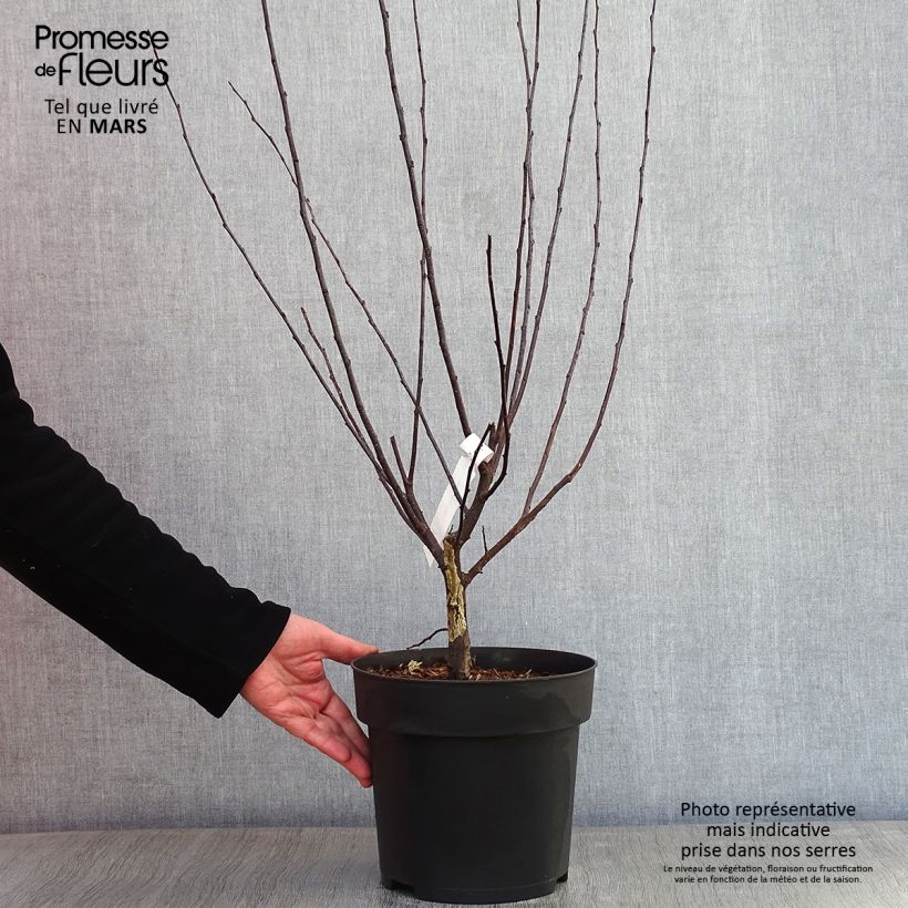 Example of Malus toringo Freja - Pommier d'ornement Pot de 7,5L/10L as you get in hiver
