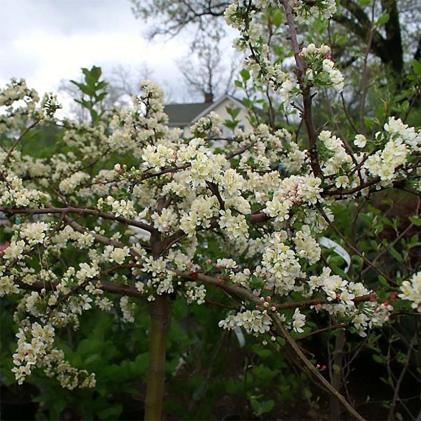 Pommier d'ornement - Malus toringo Tina (Flowering)