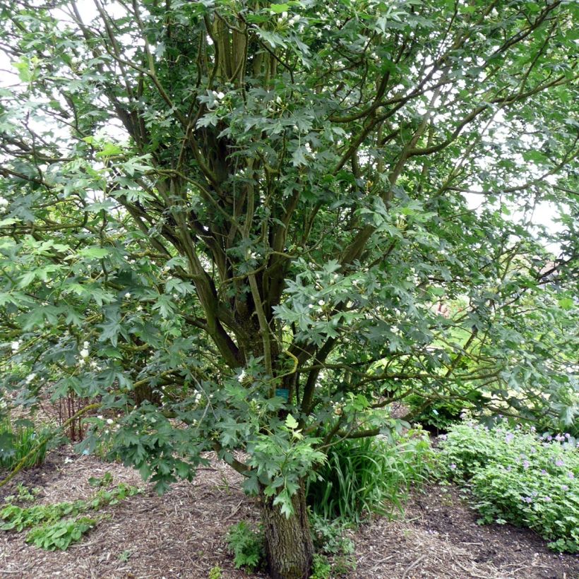 Pommier trilobé - Malus trilobata (Plant habit)