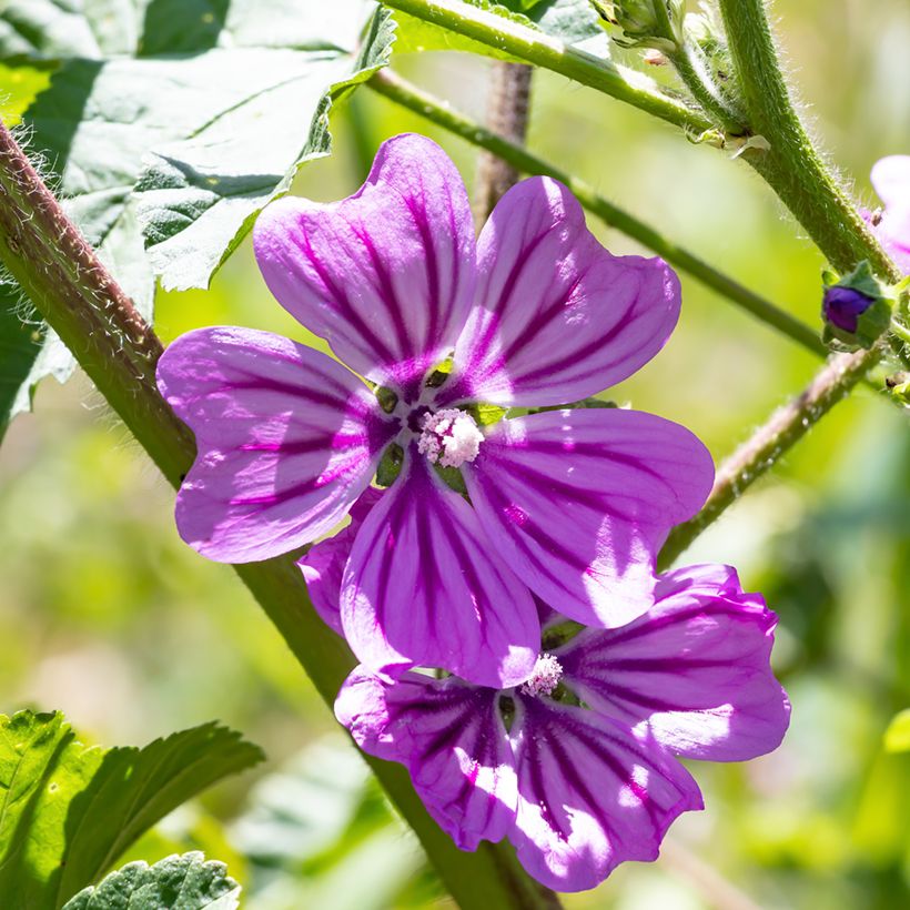 Grande mauve - Malva sylvestris Zebrina (Flowering)