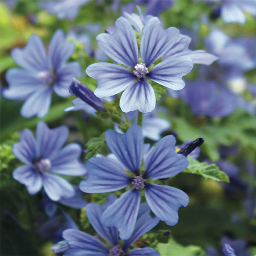 Mauve sylvestre - Malva sylvestris Primley Blue (Flowering)